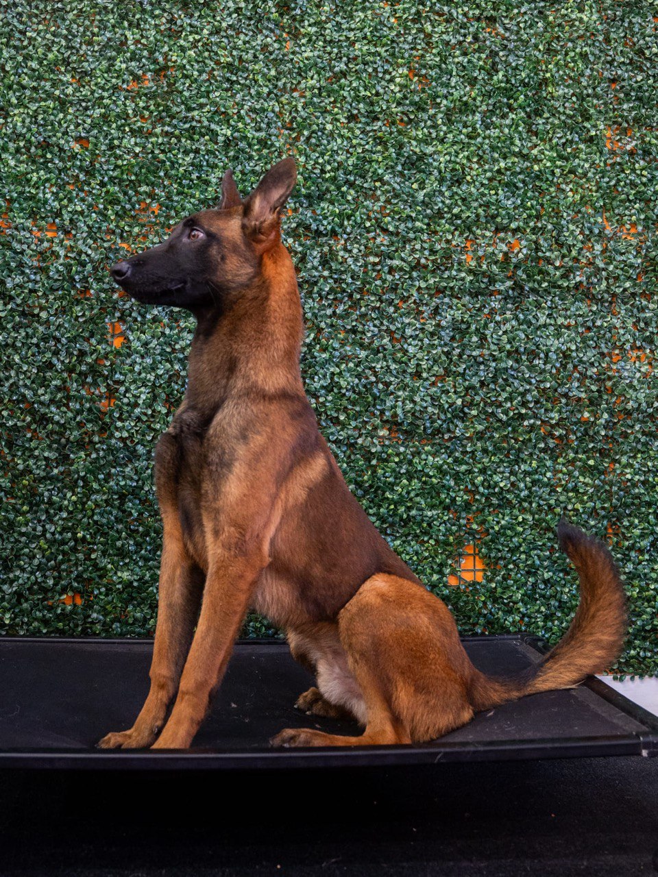 Tank Belgian Malinois dog for sale in Los Angeles