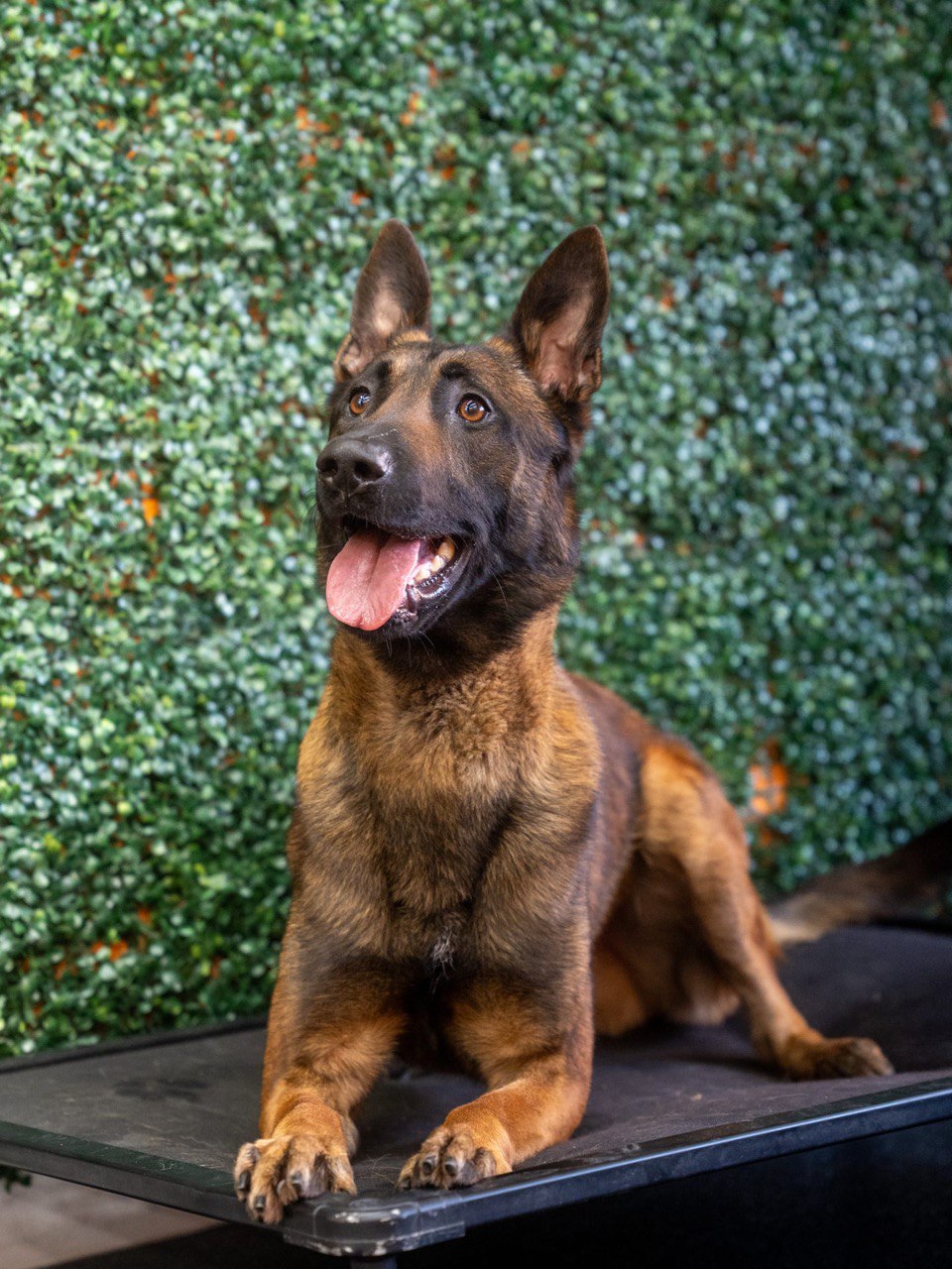 Xamee Belgian Malinois dog for sale in Los Angeles