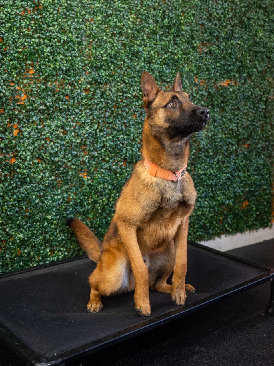 Shogun Dutch Shepherd dog for sale in Los Angeles